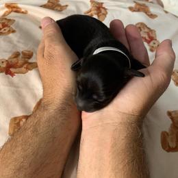 Boy 1 - Black male Dachshund puppy in Vinton, Iowa from Lerch Family Dachshunds