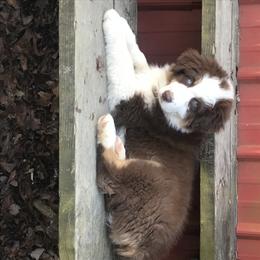 Australian Shepherd Puppies from Soggy Bottom Farms