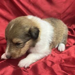 Pippin - Sable female Collie puppy in Groveland, Florida from Palmhaven Collies