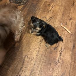 Josh - Blue and gold male Yorkshire Terrier puppy in Dawsonville, Georgia from Lynn’s Precious Pups