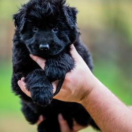 German Shepherd Puppies from Howixx German Shepherds