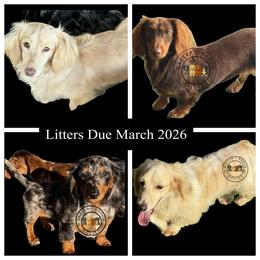 Dachshund puppies from Rafter C Ranch Doxies