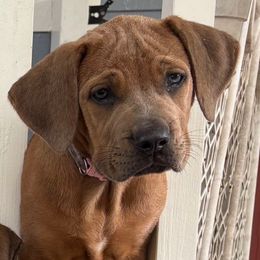 Bonnie Pink Collar - Fawn female Boerboel puppy in Florida from CLAD Guard Boerboels