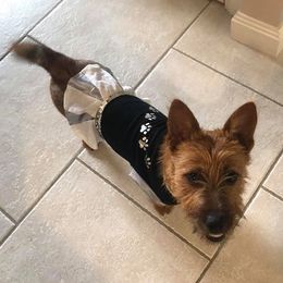 Australian Terrier Puppies from Take 5 Aussies