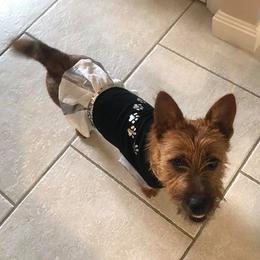 Australian Terrier Puppies from Take 5 Aussies