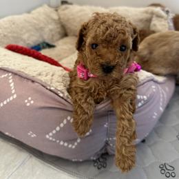 Poodle Puppies from Bruno & Co. Puppies