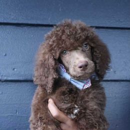 Boy 3 - male Poodle puppy in Eastpointe, Michigan from Taste Of Flavor LLC