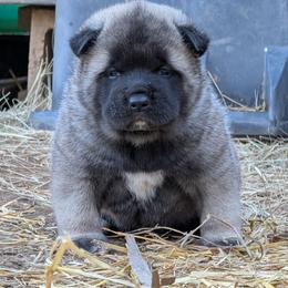 Saki's Boy - Fawn, black overlay male Akita puppy in South Carolina from Sierra Mountain Akitas