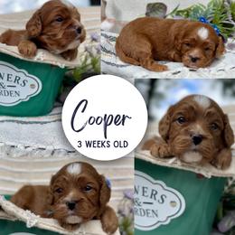 Cooper - Red male Cavapoo puppy in El Dorado Springs, Missouri from Cavish's Missouri Cavaliers, Cavapoos, and Miniature Poodles