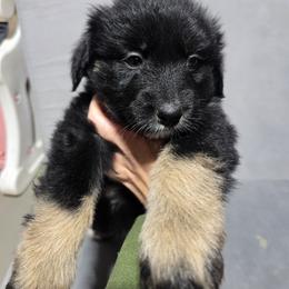 Maroon Collar Female - Black tri-color female Australian Shepherd puppy in Rainsville, Alabama from Chaparro Farm