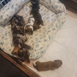 Dachshund Puppies from It's Mini Wieners Baby