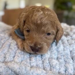 Telluride - Apricot male Goldendoodle puppy in Gilbert, Arizona from Sunny Doodles