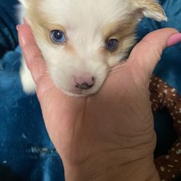 American Corgi and Pembroke Welsh Corgi Puppies from Clover Meadows Farm Corgis