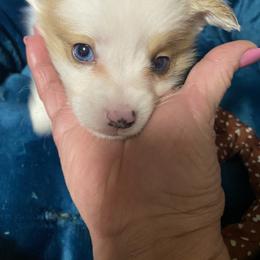 American Corgi and Pembroke Welsh Corgi Puppies from Clover Meadows Farm Corgis