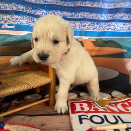 Boy 1 (Olympus) (orange collar) - Light golden male Golden Retriever puppy in Hubbard, Ohio from Whickering Pines Golden Retrievers
