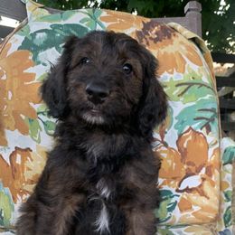 Aussiedoodle Puppies from Seattle Aussiedoodles