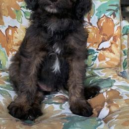 Aussiedoodle Puppies from Seattle Aussiedoodles