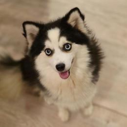 Darla - Pomsky