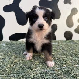 Reacher - Black & white male Miniature Australian Shepherd puppy in Tucson, Arizona from Soqui Ortiz Cattle Ranch