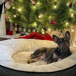 Frankie - French Bulldog