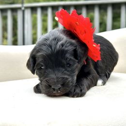 Vixen - Black female Goldendoodle puppy in Rainier, Oregon from Beaver Springs Puppies