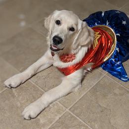 Goldendoodle and Golden Retriever Puppies from Goldens and Doodles of MN