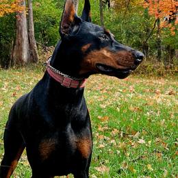 Doberman Pinscher puppies from Double-Take Doberman Kennels