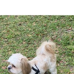 Benji - Shih Tzu
