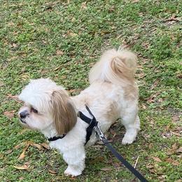 Benji - Shih Tzu