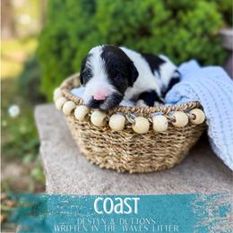 Coast - Merle male Goldendoodle puppy in Soddy Daisy, Tennessee from The W Doods