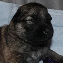German Shepherd Puppies from Silver Raye German Shepherds