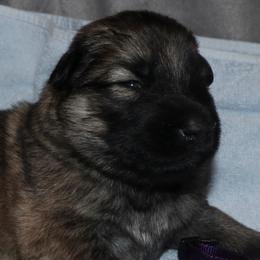 German Shepherd Puppies from Silver Raye German Shepherds