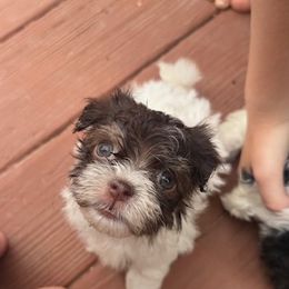 Havanese Puppies from palmetto puppies