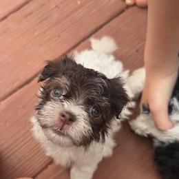 Havanese Puppies from palmetto puppies