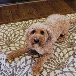 Kitty - Goldendoodle