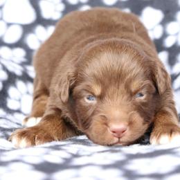 Resolution - Red tri-color male Australian Shepherd puppy in Squaw Valley, California from A&M Australian Shepherds