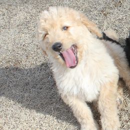 Goldendoodle and Yorkshire Terrier Puppies from Dirty Dogs Pups