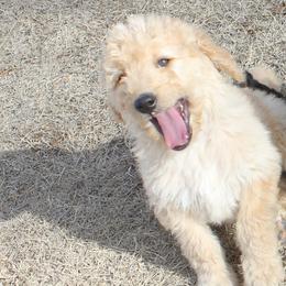 Goldendoodle and Yorkshire Terrier Puppies from Dirty Dogs Pups