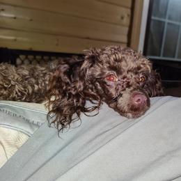 Baxter - Poodle