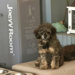 Frankincense aka Frankie - Phantom male Poodle puppy in Anderson, South Carolina from Stephanie’s Signature Poodles inspired by Sherry Lynn LLC