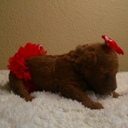 Poodle puppies from Sweetie Pie Poodles
