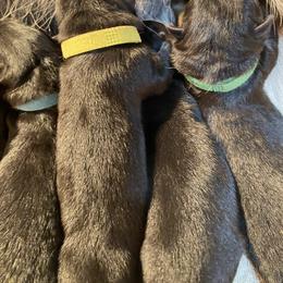 Lime collar boy - Black and tan male German Shepherd puppy in Coleta, Illinois from Four Leaf Farm- Vom Vierblättriges Bauernhof