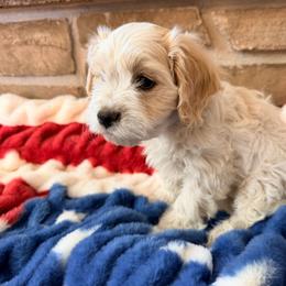 Sage - Blenheim male Cavachon puppy in Malad, Idaho from Sunny Hill Puppies