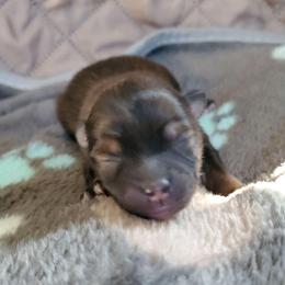 Olive - Chocolate and tan female Pomeranian puppy in Bellevue, Iowa from Fluffy Wonders Poms and Doodles