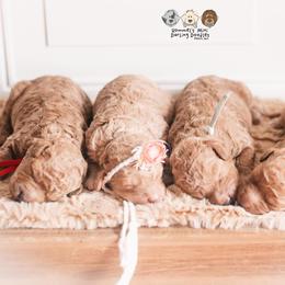 Bernedoodle and Goldendoodle Puppies from Hommel’s Mini Darling Doodles