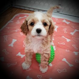 Cavachon and Cavapoo Puppies from Sweet Doodles and Poos