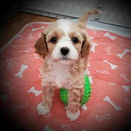 Cavachon and Cavapoo Puppies from Sweet Doodles and Poos