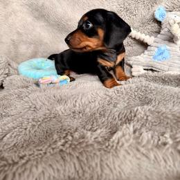 Dachshund Puppies from Silver Sage Dachshunds