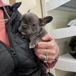 Starkhaus' Lil' Sugar Plum - Blue female French Bulldog puppy in Westerly, Rhode Island from Starkhaus Rottweilers & Frenchies