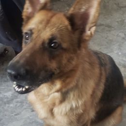 German Shepherds from Pawprints Shephards